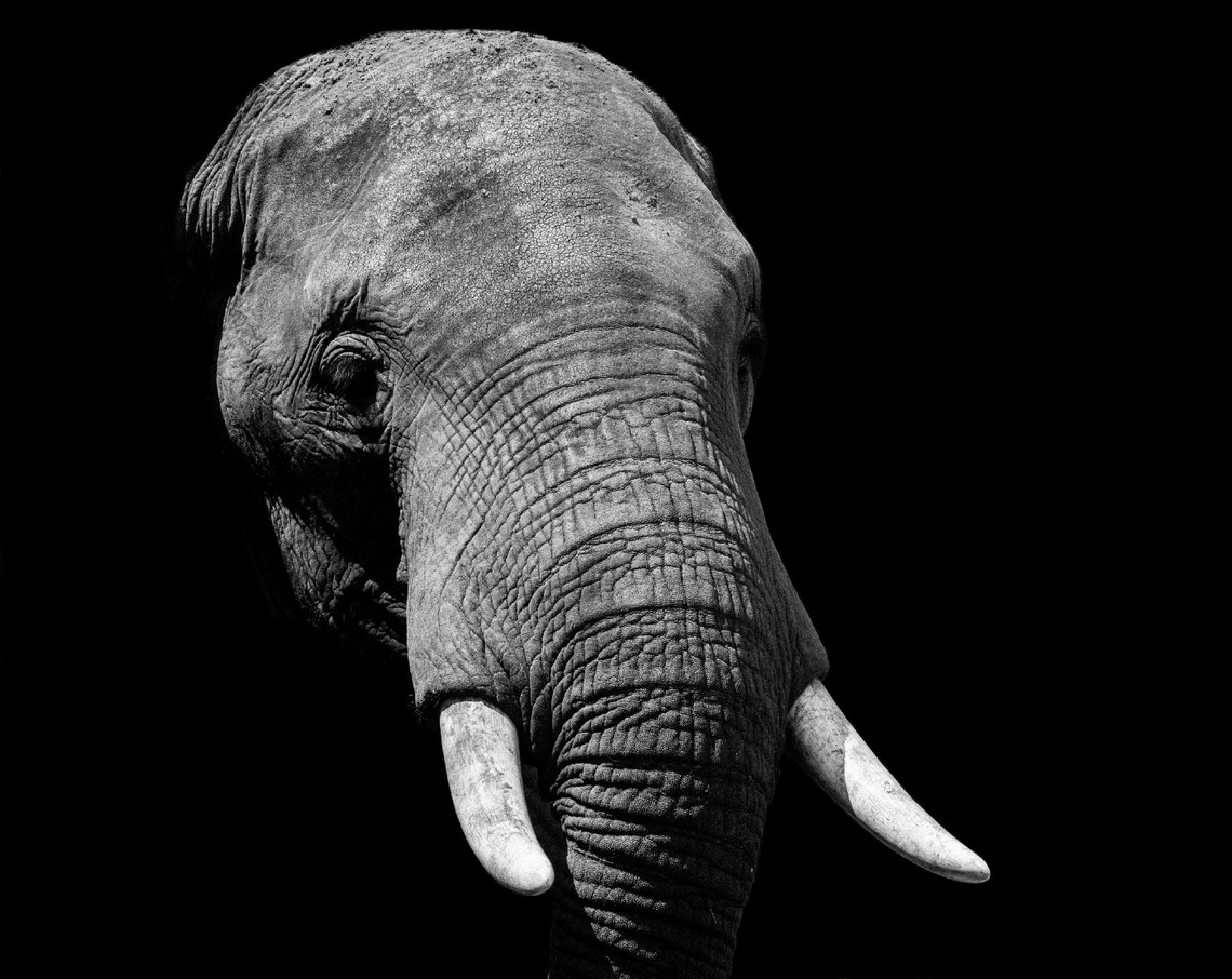 Postgres Elephant